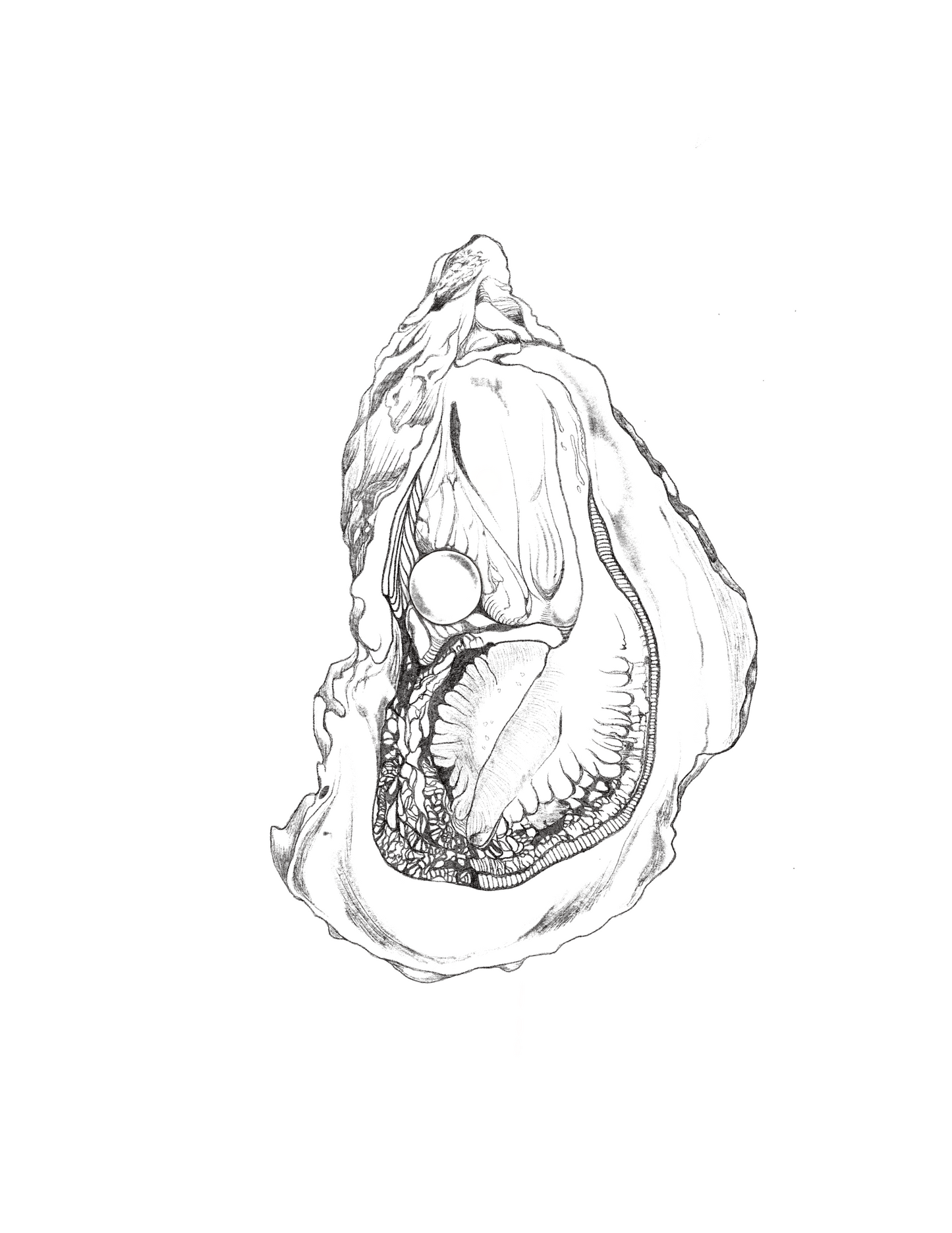 Black and White Oyster