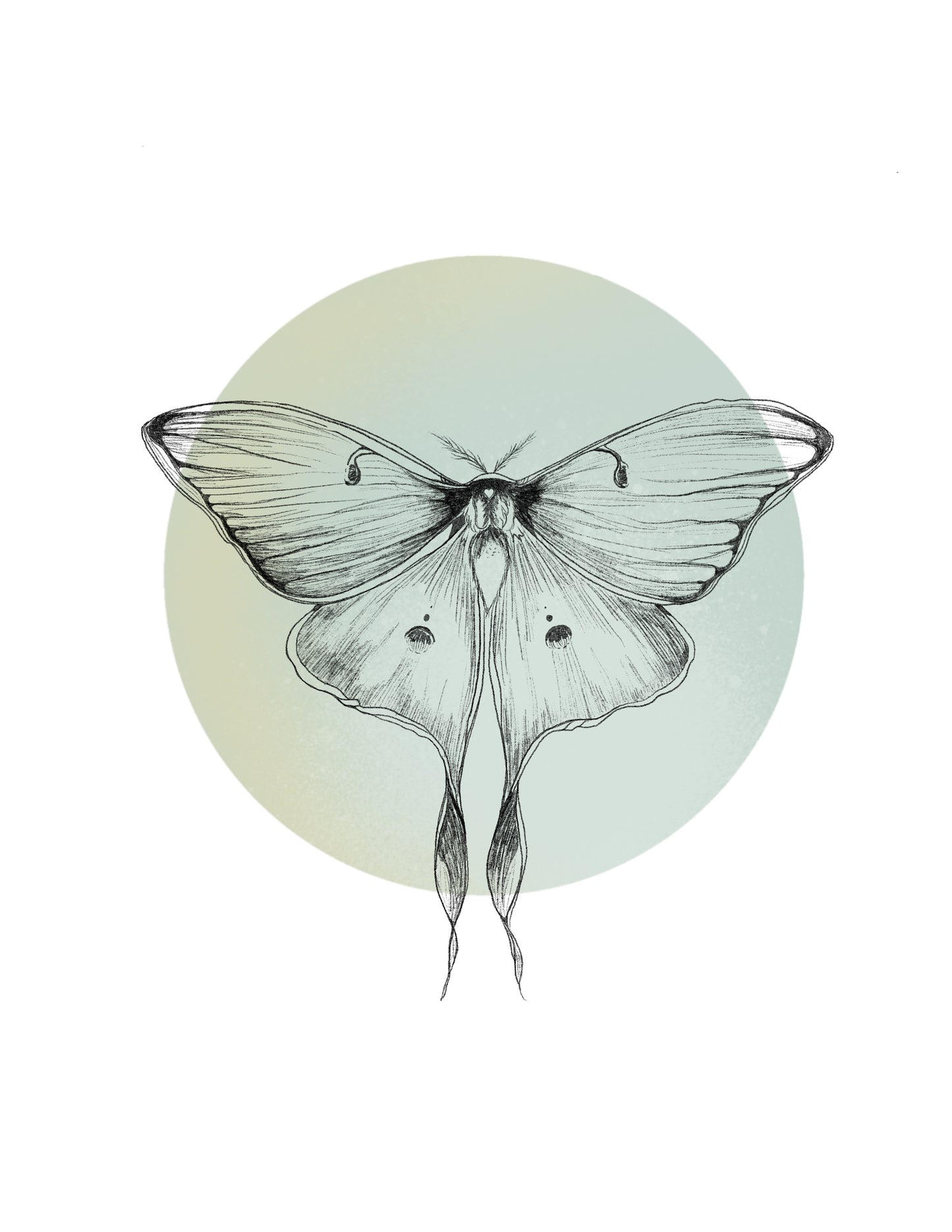 Moth and Moon