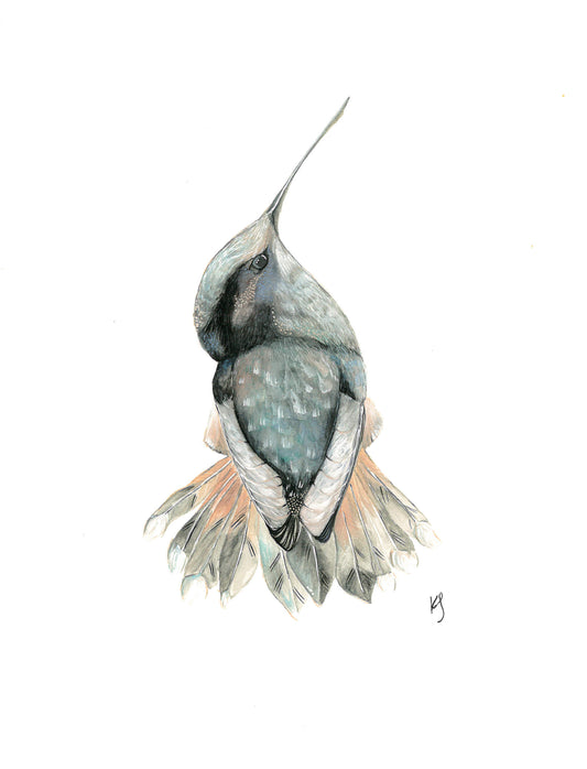 Hummingbird Print